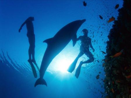 l'ocean et defins